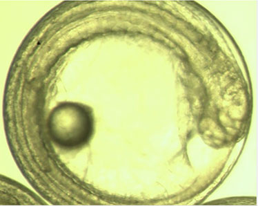 Fish Embryos