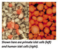 Islet cells photo